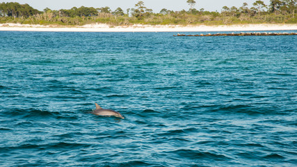 Naklejka premium Dolphin swimming by boat
