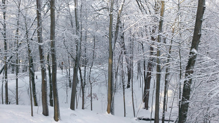 Snow covered trees in the woods