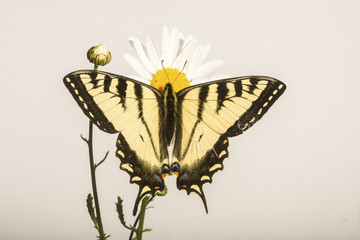 Swallowtail Butterfly on Daisy Flower
