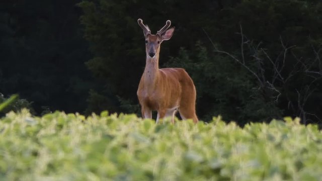 Whitetail Buck with velvet antlers