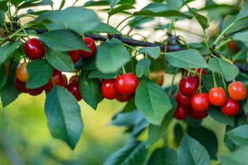 Ripe red cherries on the tree branch close-up