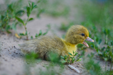 Newborn duckling. Cute little newborn duckling sits on the ground.
