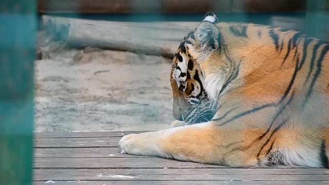 Panthera tigris tigris, Siberian tiger, Amur tiger