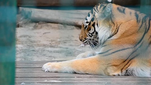 Panthera tigris tigris, Siberian tiger, Amur tiger
