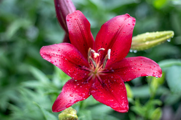 Lilium bulbiferum