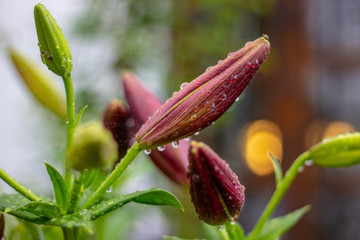 Lilium martagon