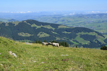Fototapeta na wymiar Switzerland Mountains in Spring Appenzell