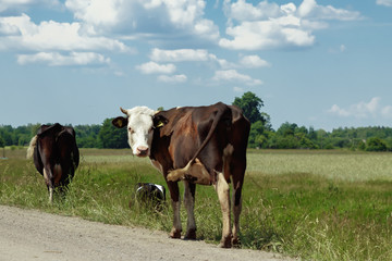Spotted cow grazing on a beautiful green meadow against a blue sky. Livestock, farming.
