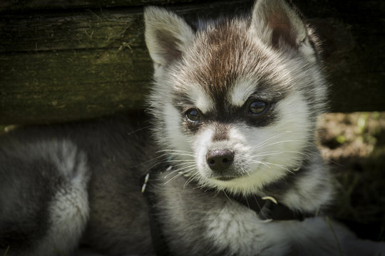 Husy puppy relaxing in a Seattle park on a summer day
