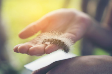 Caterpillar crawling on human hand