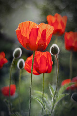 Obraz premium Poppy