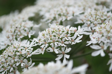 Hemlock Parsley Flowers Up Close