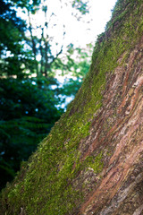 Moss Growing On Angled Tree Trunk
