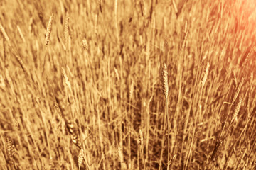Background picture close-up of wheat spike on the field. Golden ears are a symbol of harvest and fertility. Harvesting, bread.