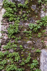 Small tree growing on cracked cement wall.
