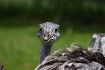 Emu Portrait