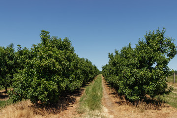 Fototapeta na wymiar apple garden, rows of trees, gardening, farming.