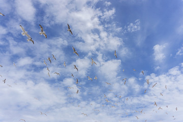 A group of seagulls flying at the coast