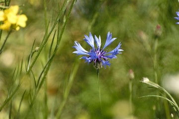 Kornblume am Rapsfeld