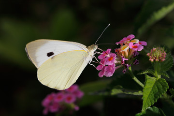 Close-up of yellow butterfly on the meadow pink flower