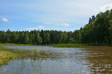 Lake And trees