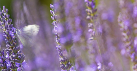 Lila Textur aus Lavendel und angedeutetem Schmetterling