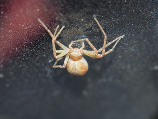 The spider weaves its web. Small arthropods.