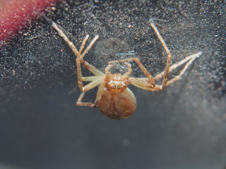 The spider weaves its web. Small arthropods.