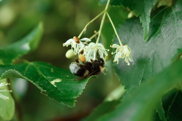 Spring single daisy flower and bee