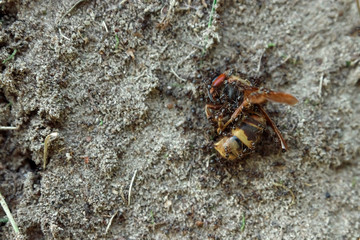 The ants attack the hornet, the ants killed a larger insect. Group work of ants.