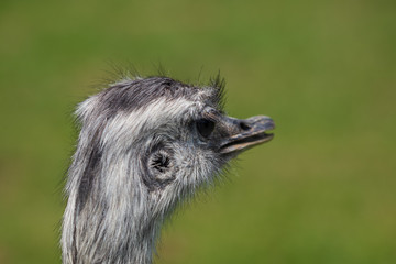 Vogel strauß portrait