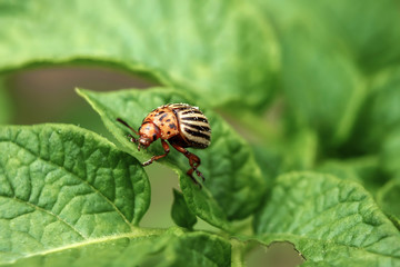 Colorado beetle eats a potato leaves young. Pests destroy a crop in the field. Parasites in wildlife and agriculture. Close-up, copy space.