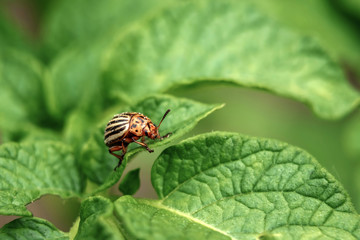 Colorado beetle eats a potato leaves young. Pests destroy a crop in the field. Parasites in wildlife and agriculture. Close-up, copy space.