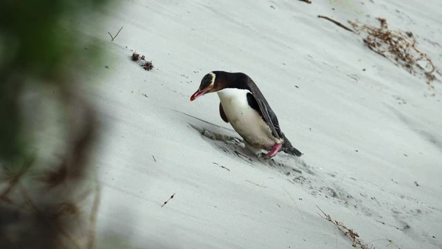 Rare Yellow-Eyed Penguin trying to walk up sand dune on New Zealand beach