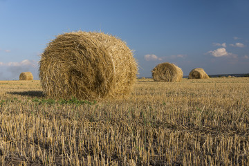 Golden big hay bales in the countryside on a sunny day