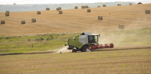 Combine harvester harvesting wheat and many hay bales background