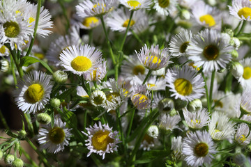 Blossoming Erigeron annuus (annual fleabane or daisy fleabane) in the natural environment
