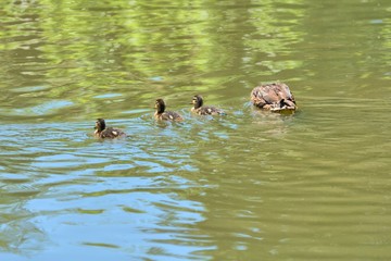 swimming lesson for ducks, female mallard, Anas platyrhynchos, takes herr ducklings for a swim on the village pond.