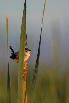 A Marsh Wren perches at dawn on a cattail in the wetlands of Alamosa National Wildlife Refuge in southern Colorado