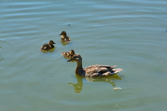 swimming lesson for ducks, female mallard, Anas platyrhynchos, takes herr ducklings for a swim on the village pond.,