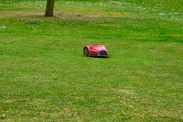 Robot lawn mower on summer meadow in the garden with copy space