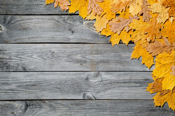 Fototapeta premium Frame of colorful autumn maple leaves closeup on wooden background.