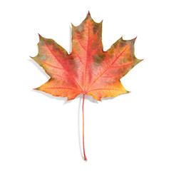 Maple leaf isolated on white background