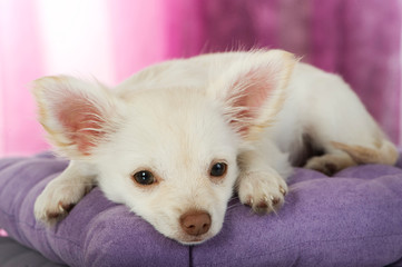 Fototapeta premium Chihuahua Welpe auf einem Kissen