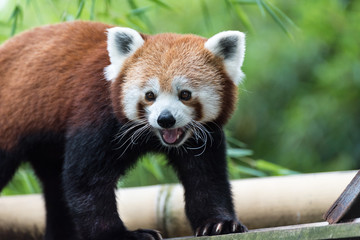 Red Panda Smiling and looking happy