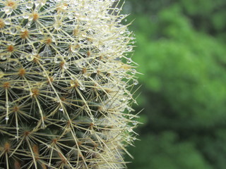 Close up of a potted cactus with water droplets on the thorns  