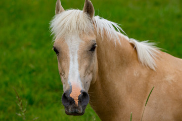 Obraz na płótnie Canvas Portrait of beautiful horse on grass background