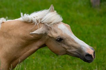 Obraz na płótnie Canvas Portrait of beautiful horse on grass background