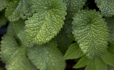 Green leaves with dark in between. Suitable for background or banner use. Copy space.