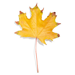 Autumn maple leaf isolated on white background